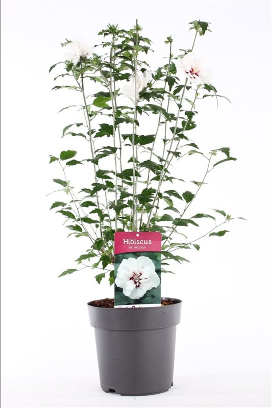 Hibiscus syr. 'Speciosus' - C5